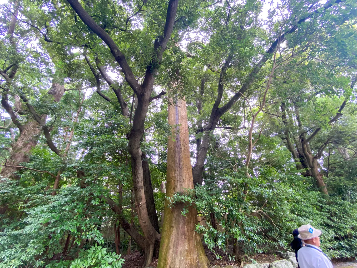三重県伊勢市の神宮 伊勢神宮外宮「豊受大神宮」11